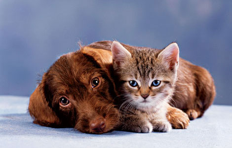 Pets